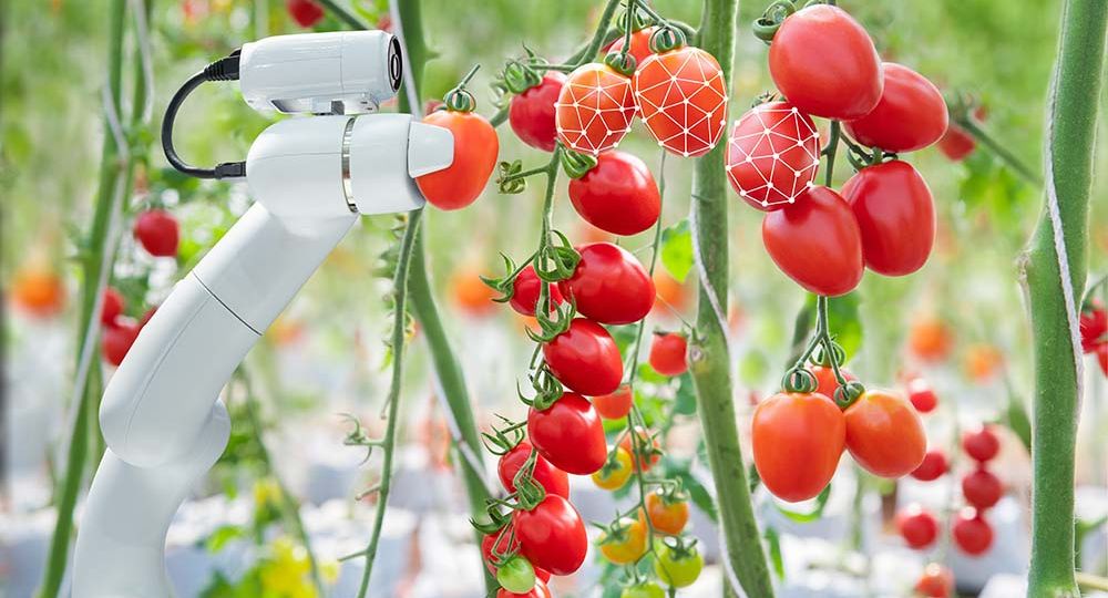 Tackling the Challenges of Greenhouse Robotics